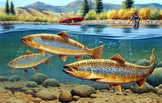 Cynthie Fisher "Morning Browns" Brown Trout Print 12" x 7.75"