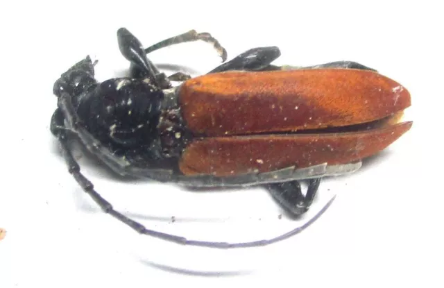 P005 BMO | SL : Cerambycidae: Lachnopterus socius 14.5mm
