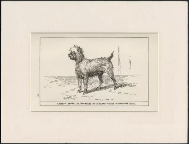 Brussels Griffon Rare Antique 1900 Engraving Named Dog Print Ready Mounted