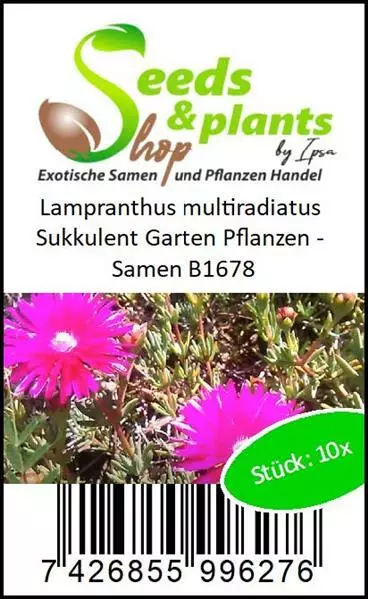 10x Lampranthus multiradiatus succulent garden plants - seeds B1678 3