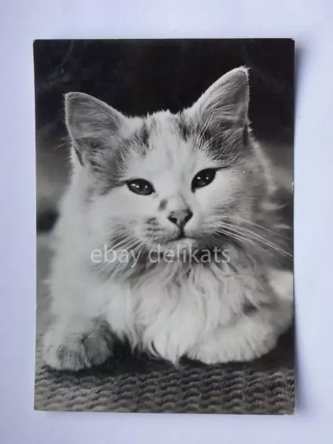 GATTO CAT vecchia cartolina old postcard