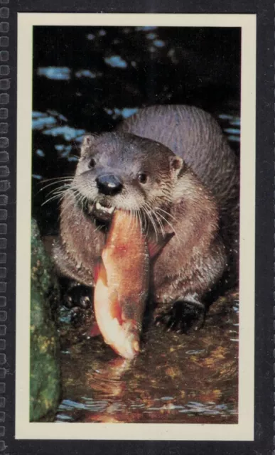 OTTER - 35 + year old English Tobacco Card # 7