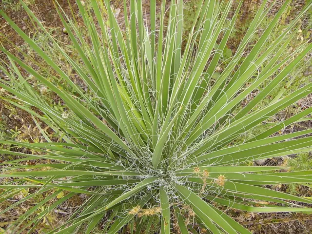 8 graines de YUCCA FILAMENTEUX (Yucca Filamentosa)G908 NEEDLE PALM SEEDS  SAMEN