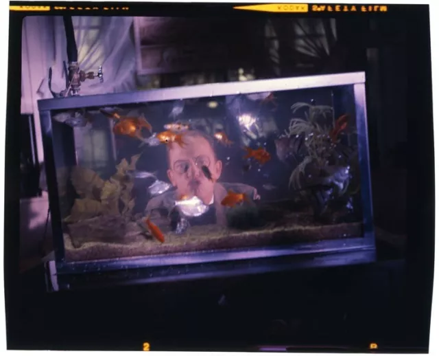 The Incredible Mr. Limpet 1964 Don Knotts fish tank Original 2 1/4 Transparency