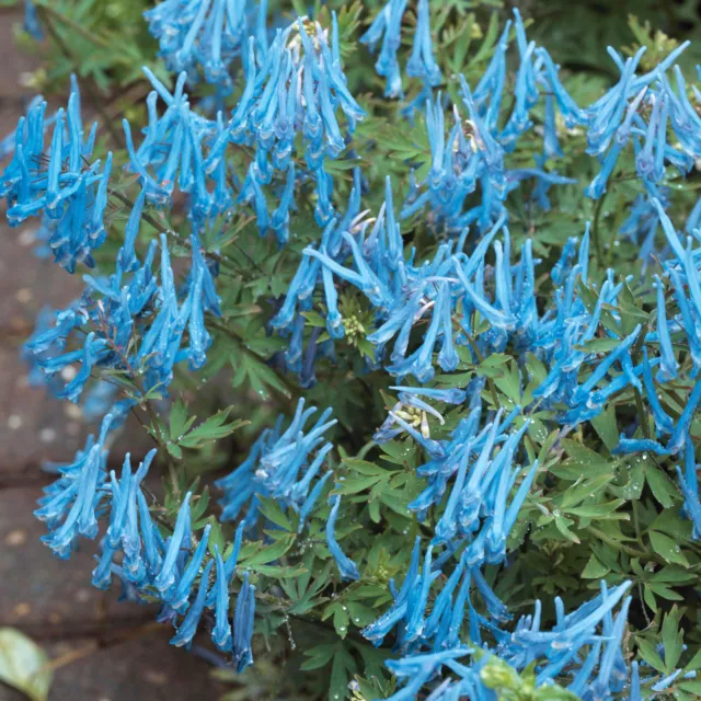 Corydalis Porcelain Blue | Perennial Plants Outdoor Garden Ready Plant in Pot