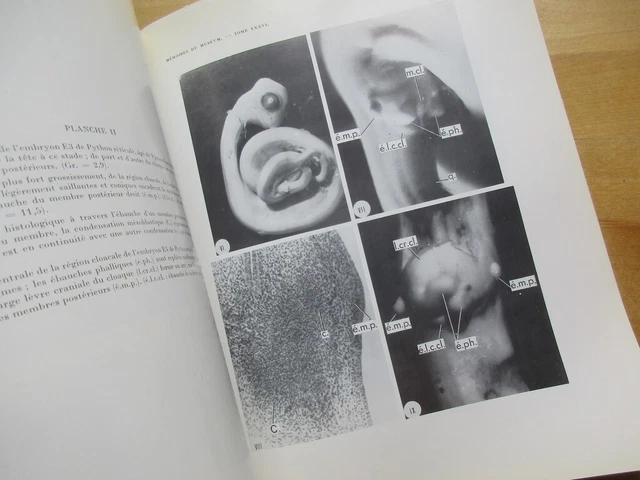 Python Embryo ZOOLOGIE ETUDE EMBRYOLOGIQUE Formation Appendice Python Reticule ...
