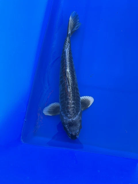 18” Grey Metallic Kikokuryu Live Koifish- AKA Japan Koi Tx
