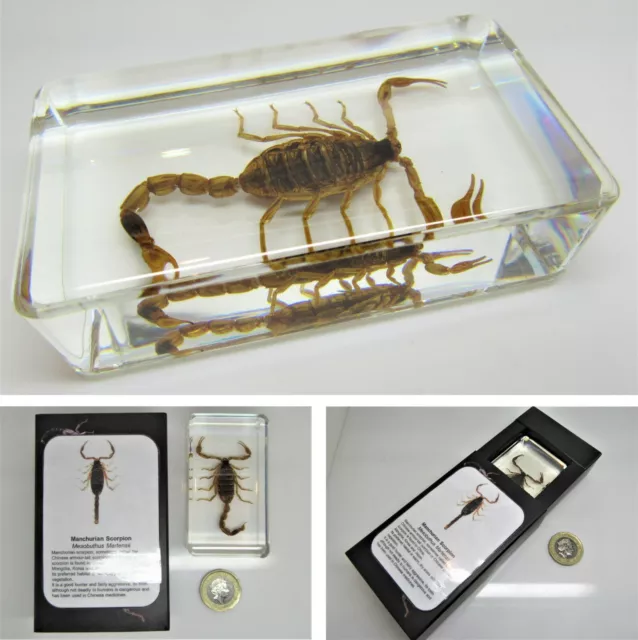 Real insects Golden Scorpion large in crystal resin information card on gift box