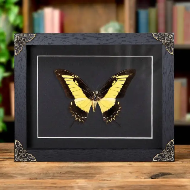 Androgeus Swallowtail Taxidermy Butterfly in Baroque Style Frame (Papilio androg