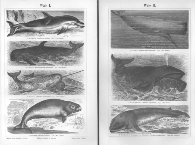 WALE Pottwal Delphin Narwal Grönlandwal Grindwal Schnabelwal Holzstich 1897