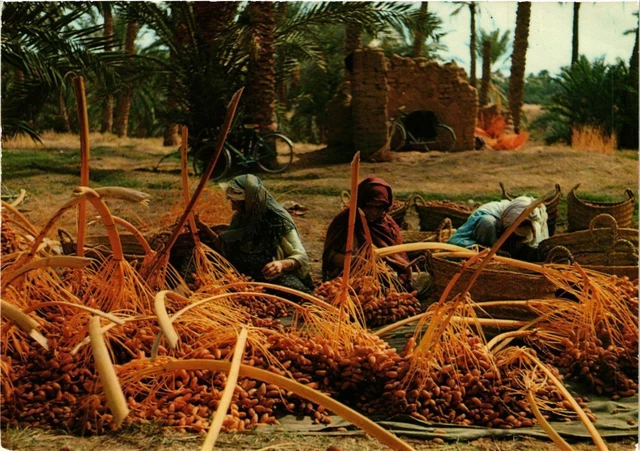 CPM AK MAROC Sud Marocain. Egrenage des dattes (342571)