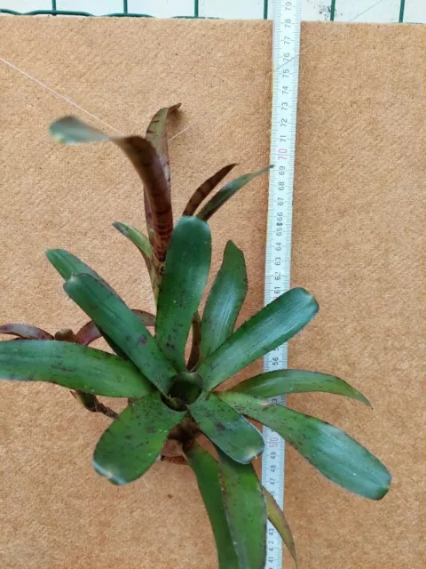 Neoregelia ampullacea,Hybride, Bromelie, aufgebunden,  mit 2 Ablegern