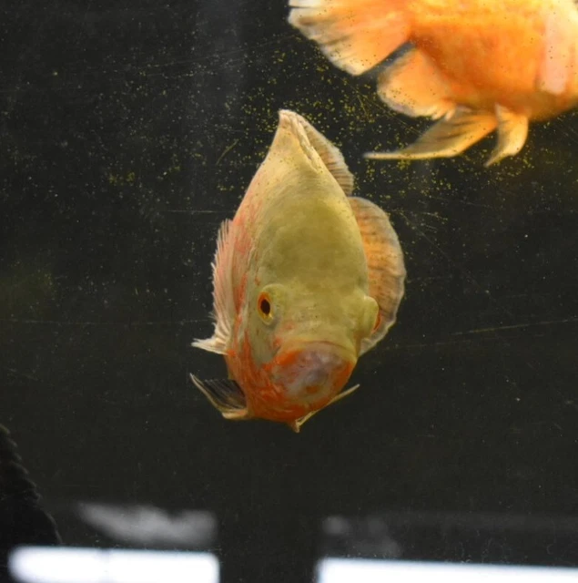 Live Albino Ruby Oscar Cichlid (6-7" Large Freshwater Aquarium Fish) 8