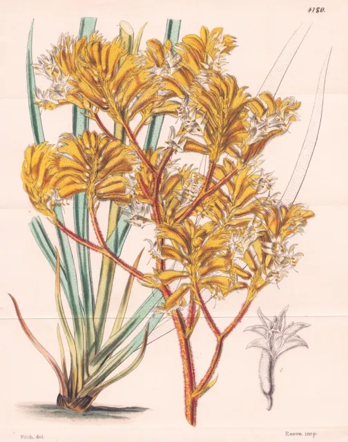 Anigozanthus Pulcherrimus Australia Botany Flower Botany Lithograph Curtis 4180