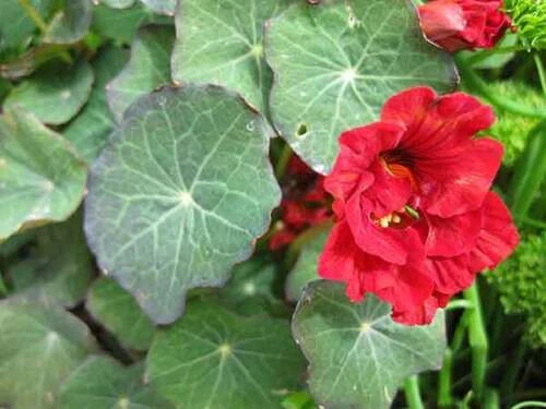 Grand Capucine Impératrice des Indes - Nasturtium 5+ Graines - Seeds Ed 002