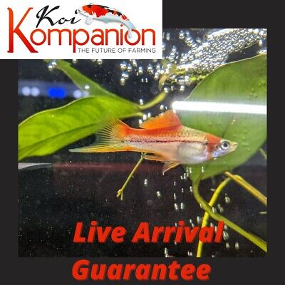 3/5/10X Pineapple Candy Swordtails Freshwater Fish Koi Kompanion Free Shipping