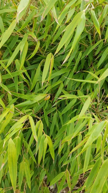 Fargesia robusta 'Campbell' / Bambou non traçant / Conteneur de 3 à 4 litres