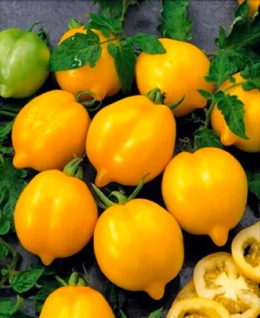 RARE 20 graines de TOMATE CITRON (Lycopersicum esc.)N40 LEMON TREE TOMATO SEEDS