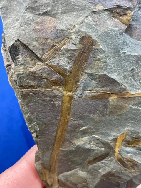 Devonian Zosterophyllum rhenanum, plant fossil, Urfarn, Rhine,  Fossilien, Devon