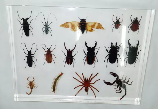 15 Beetle Spider Scorpion Centipede Cicada Collection Set Education Specimen