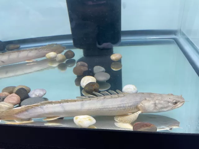 polypterus congicus 10-11" lenght live freshwater fish