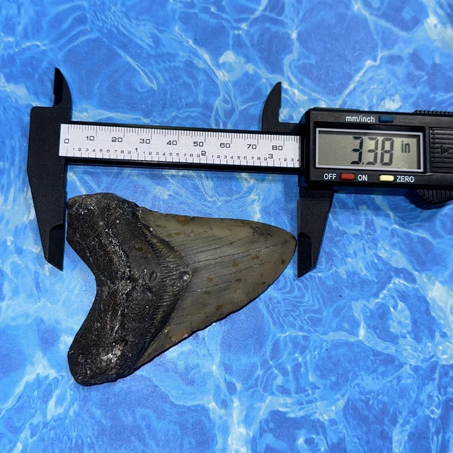 Megalodon Shark Tooth 3.72” Huge Teeth Big Meg Scuba Diver Direct Fossil Nc 8119 5