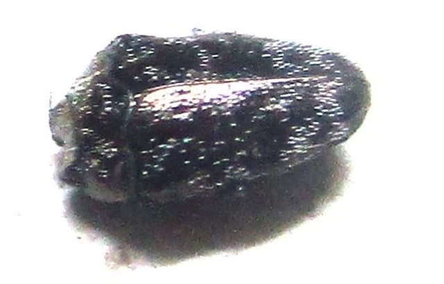 K017 MI : Buprestidae: Trachys species? 3mm