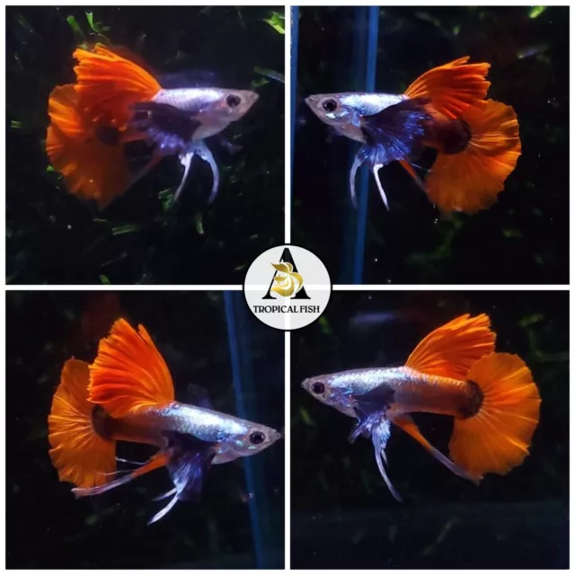 1 Pair - Dumbo Red Tail Big Ear Ribbon ElVIP guppy live Fish High Quality