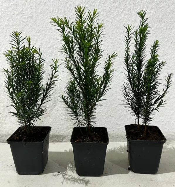 ✂️ SONDERPREIS!!! 5 x Taxus ,, Baccata "  Europäische Eiben - Heckenpflanzen ✂️