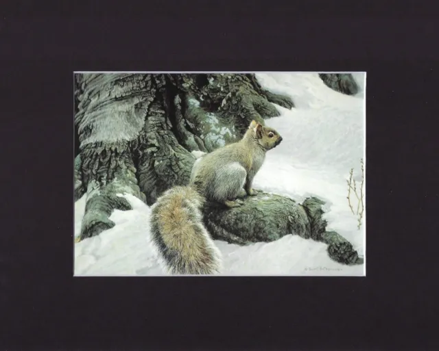 8X10" Matted Print Art Painting Picture, Robert Bateman: Gray Squirrel 981