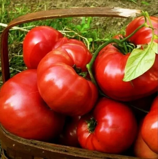 100 Graines de Tomates Solanum lycopersicum 'Marglobe' Tomato seeds