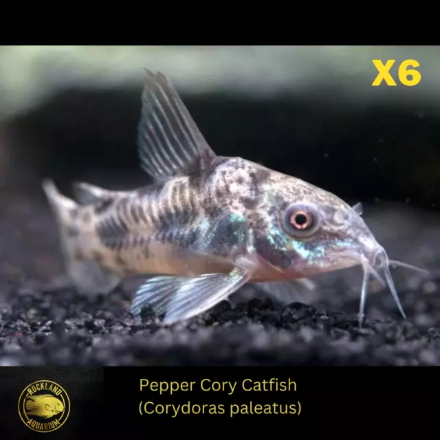 (Pack of 6) Corydoras Paleatus - Pepper Cory Catfish - Live Fish (75" - 1")