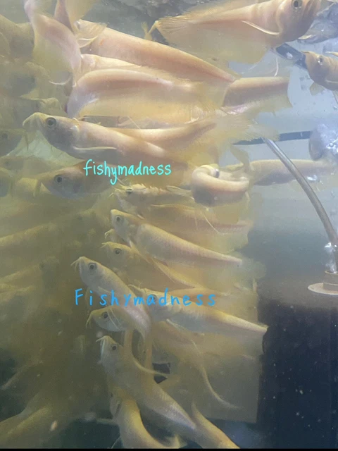 LIVE TROPICAL FISH-yellowish albino Silver Arowana 4.5 Inch juv