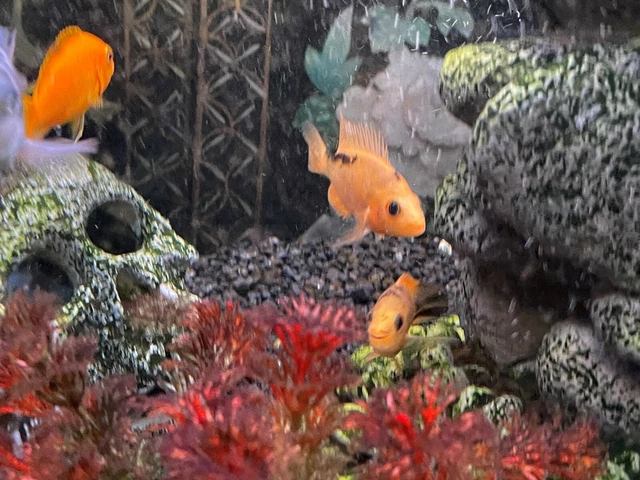 Super Red Devil Cichlid 1" - 3.5" Live Tropical Freshwater Fish South American