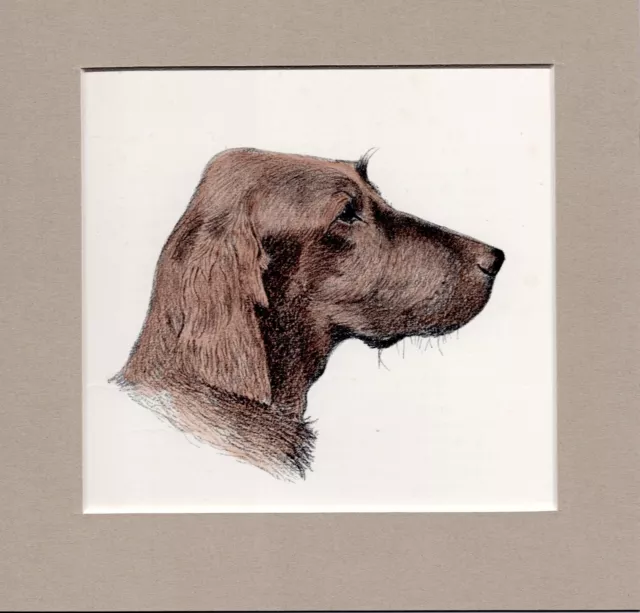 ~ Irish Setter ~ (Red) C Francis Wardle Hand Coloured Print Genuine Vintage 1935