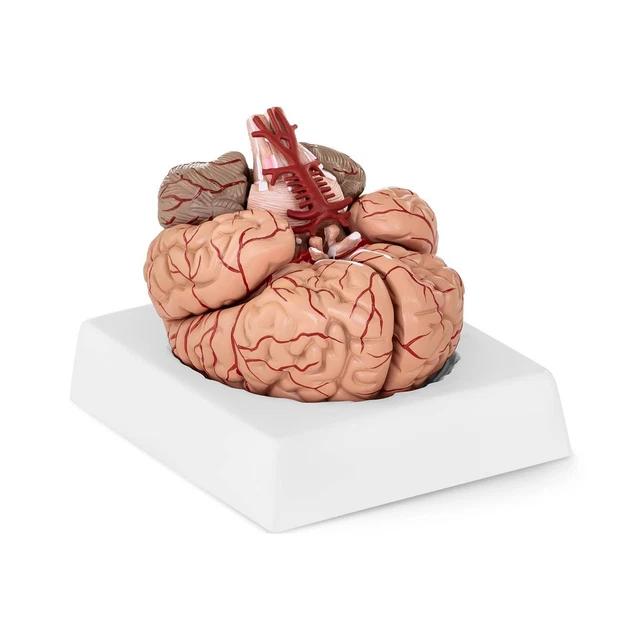 LBYLYH Menschlichen Gehirn Anatomisches Modell, Far Produktbild-Vorschau 2