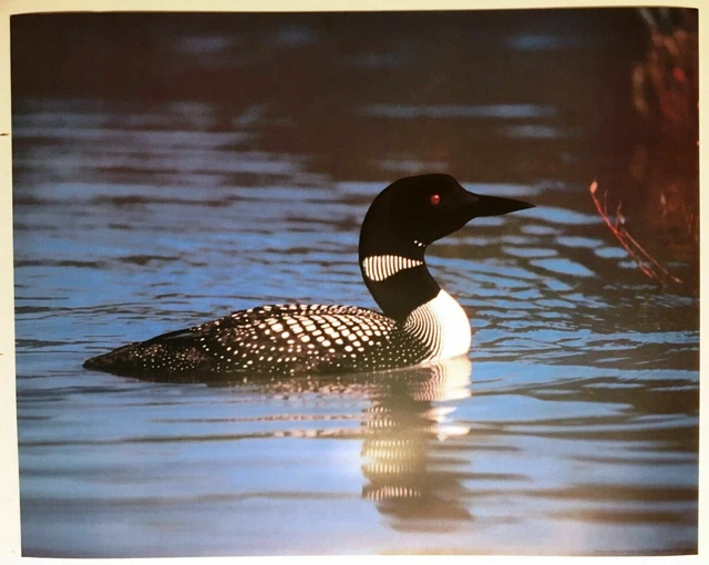 Black White Loon on Lake Poster Print Lithograph Vintage Wall Art Blue new 1984