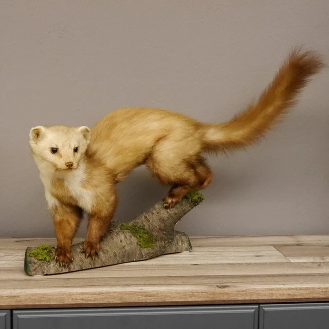 Garduña Preparado Taxidermy en Rama para Animales Altura 40CM Decoración 2