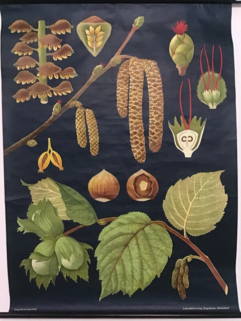 SCHULWANDKARTE &amp; HASELNUSS &amp;quot; Jung-Koch-Quentell Hagemann 1960/70er ...