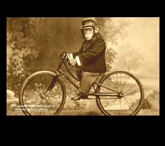 Vintage Funny Monkey Riding Bicycle PHOTO Circus Chimpanzee, Freak Strange Bike