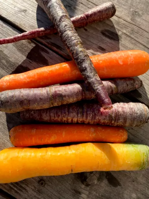 Karottensamen 🥕Rainbow Mix 🌈200+ Samen Karotten  Möhren bunt