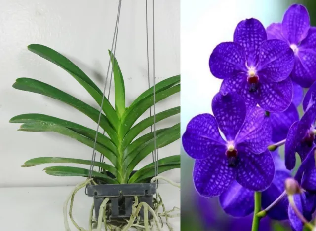 Vanda Pachara Delight Flowering size Plant Orchidée Orchidées