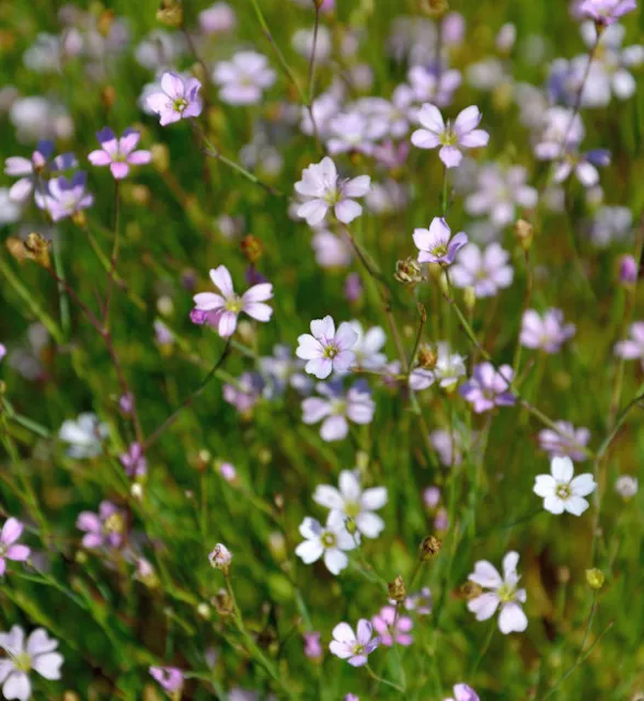 Steinbrech Fels Nelke - Petrorhagia saxifraga