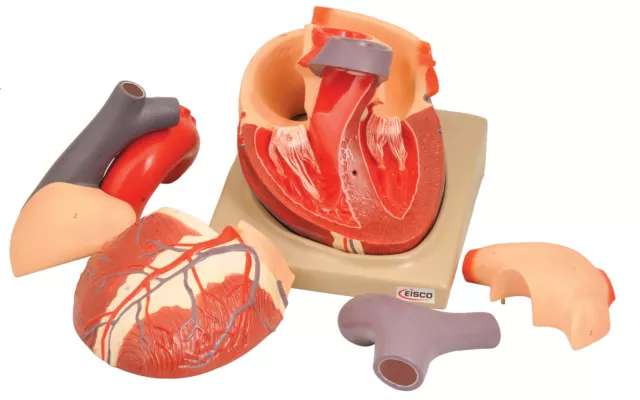 Human Heart Model - 2X Life Size - 7 Parts - Eisco Labs