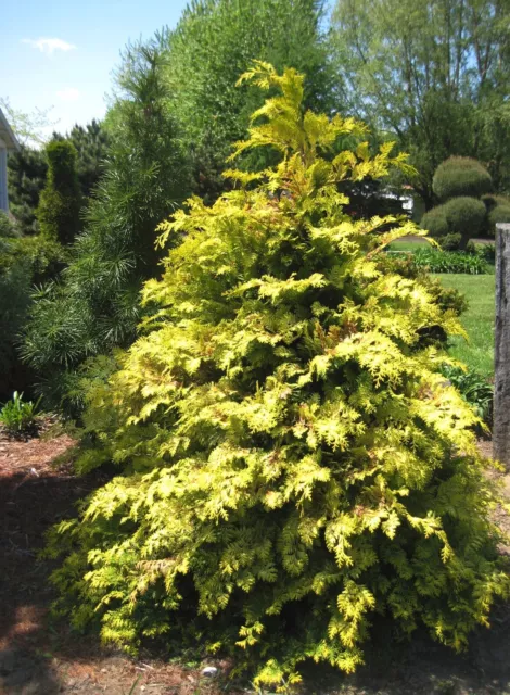 Crippsii Golden Hinoki Cypress - Live Plant - ( 1 QT )