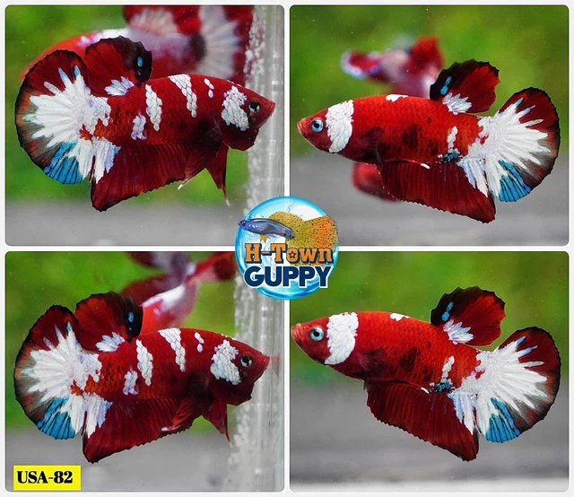 USA82 - Live Betta Fish - High Quality Grade  - Red Koi Tiger Galaxy