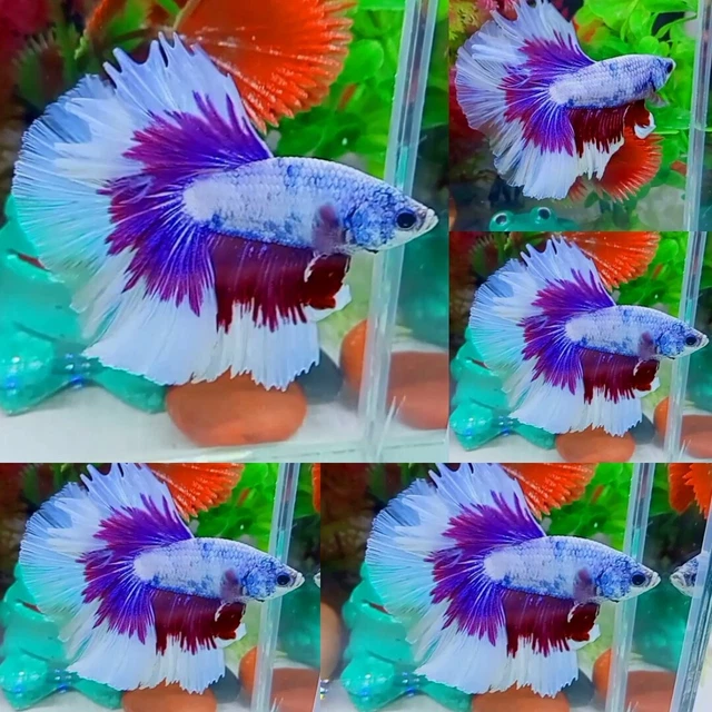 Purple Butterfly Halfmoon Male - IMPORT LIVE BETTA FISH FROM THAILAND
