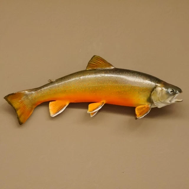 Seesaibling Lago Wandersaibling Rotforelle Pescado Preparado Longitud 45cm