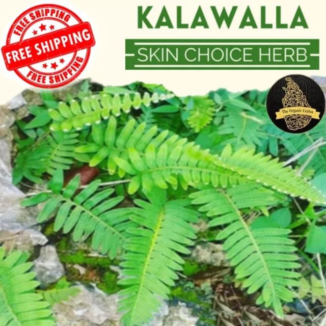 Polypodium Leucotomos Dried leaves 50+ KALAWALLA natural herbal Tea ceylon