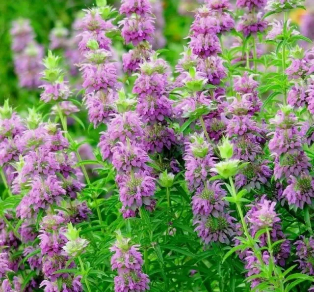 20+ Lemon Mint Seeds | Non-GMO Medicinal Culinary Herb Seeds USA